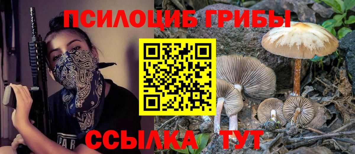 Псилоцибиновые грибы Psilocybe Зеленогорск